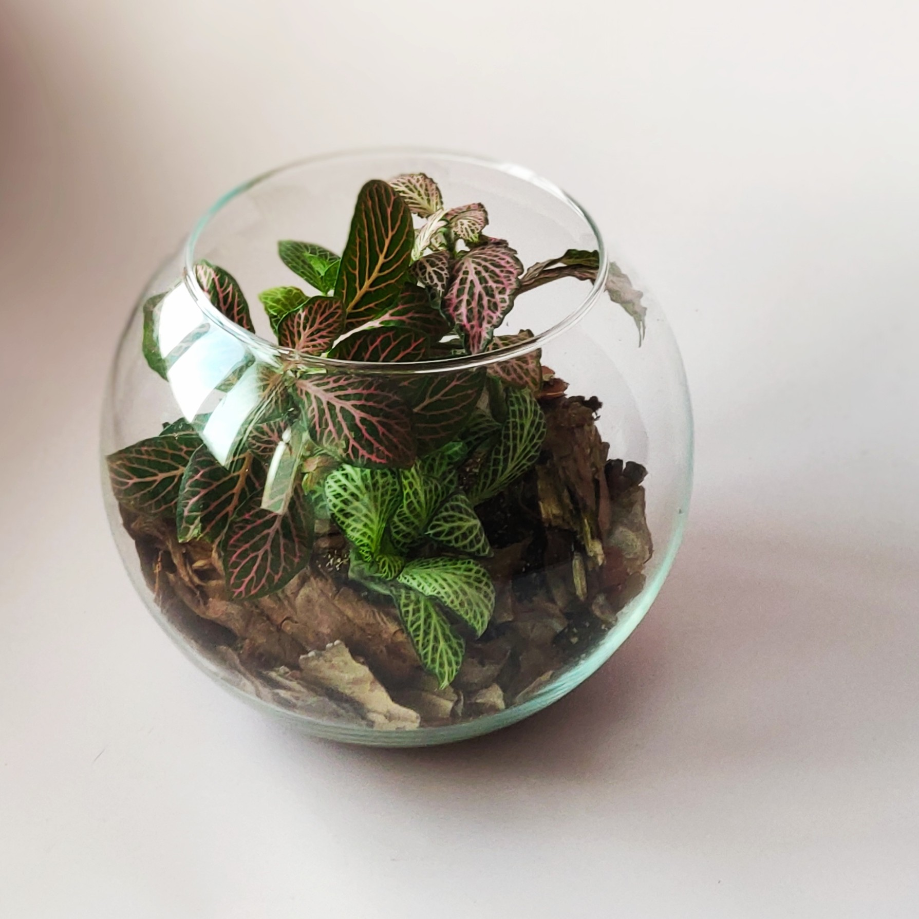 Indoor plants Vancouver