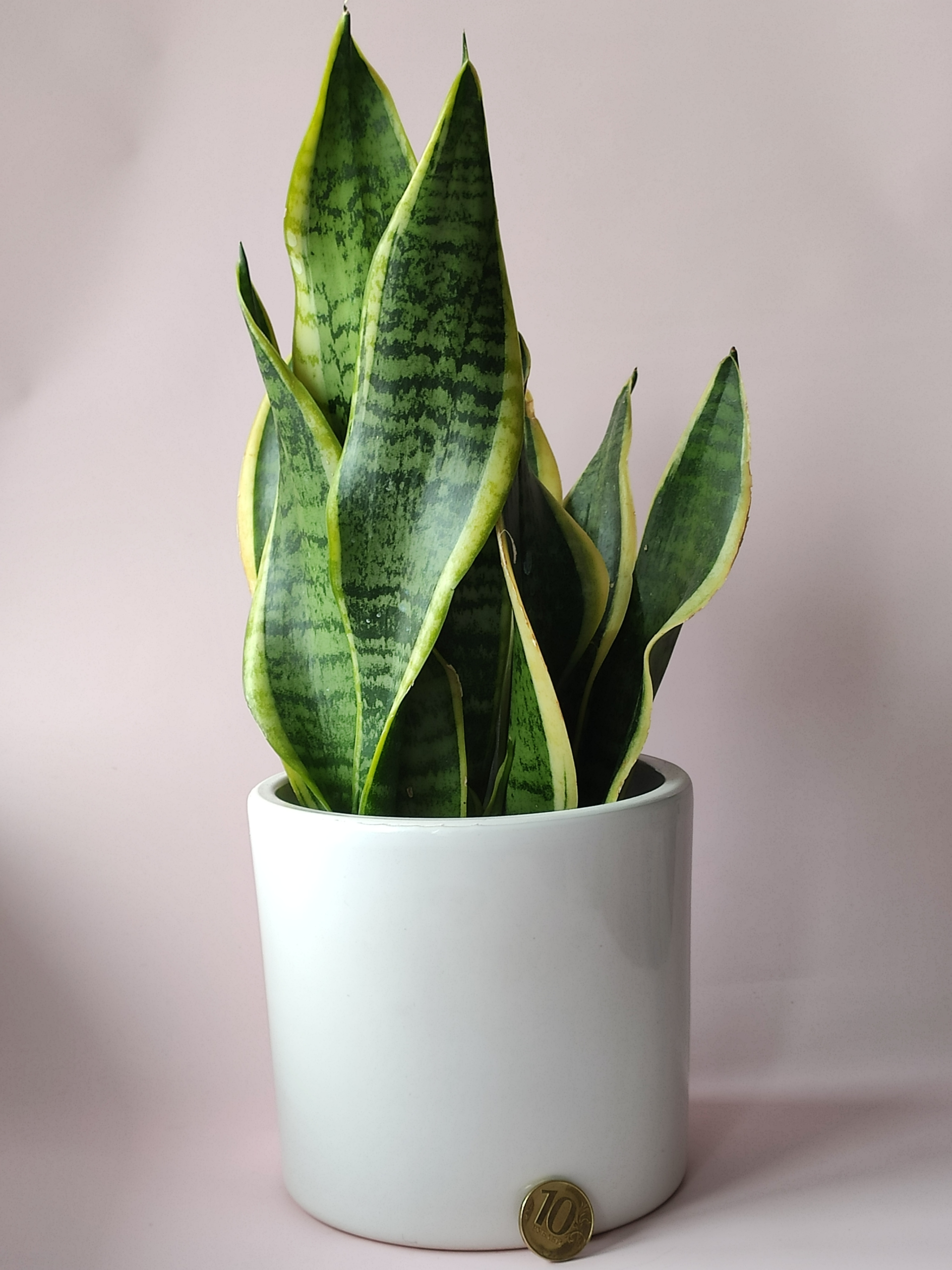 Plant maintenance