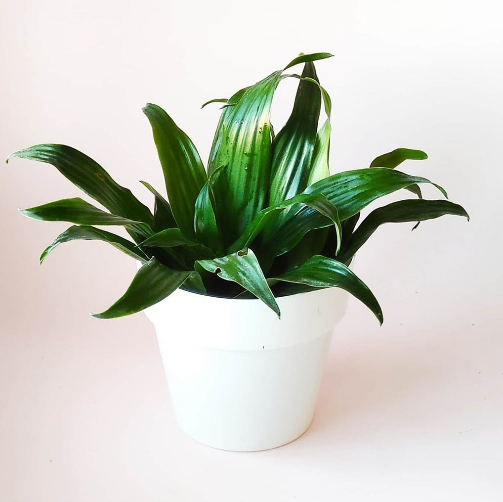 Plant maintenance Vancouver