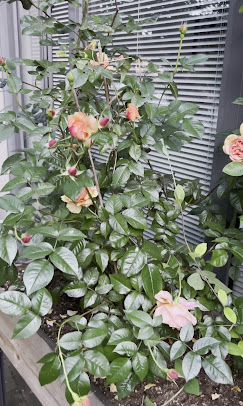 Rose bush plant care Vancouver