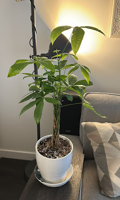 Money tree plant care Vancouver
